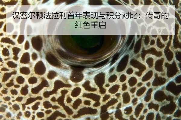 han-mi-er-dun-fa-la-li-shou-nian-biao-xian-yu-ji-fen-dui-bi-chuan-qi-de-hong-se-chong-qi-2-769.jpg